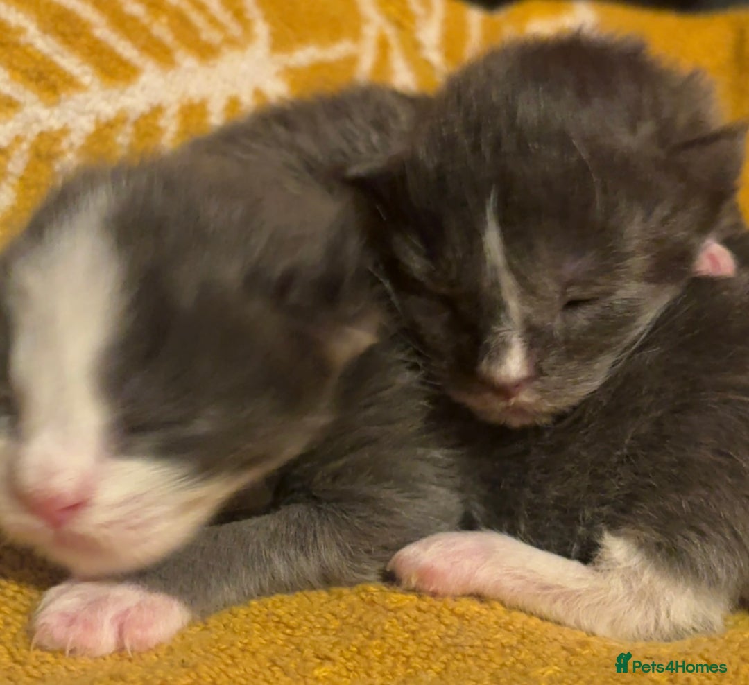 Maine Coon cats for sale: Beautiful Maine Coon Kittens Smoke & White  - Advert 4