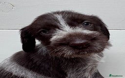 German Wirehaired Pointer dogs for sale: German Wire-haired Pointers of sale - Image 30