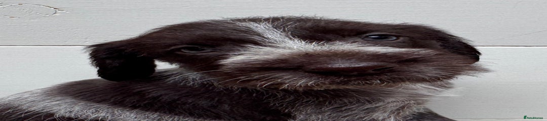 German Wirehaired Pointer Puppy 6 'Loveheart'.
