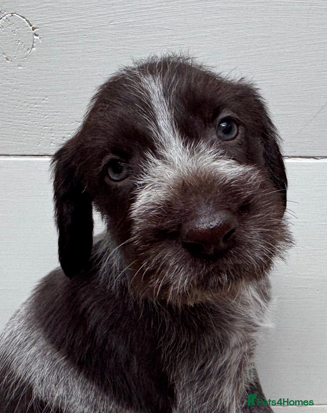 German Wirehaired Pointer dogs for sale: German Wire-haired Pointers of sale - Image 30