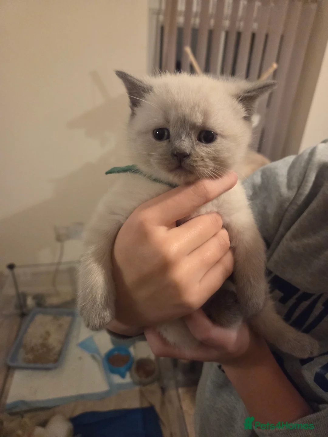 British Shorthair cats for sale: Colour point British short haired   in Derby - Advert 5
