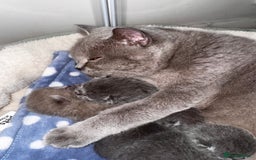 British Shorthair cats for sale: Pure British Shorthair kittens for sale  - Image 7