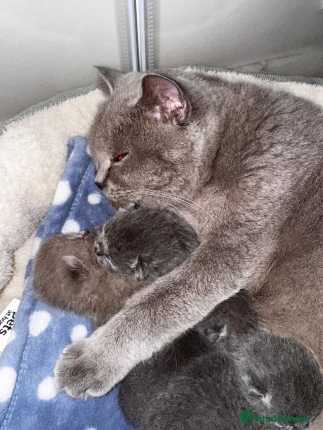 British Shorthair cats for sale: Pure British Shorthair kittens for sale  - Image 7