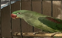 Parakeets birds for sale: Alexandrines for sale - Image 5