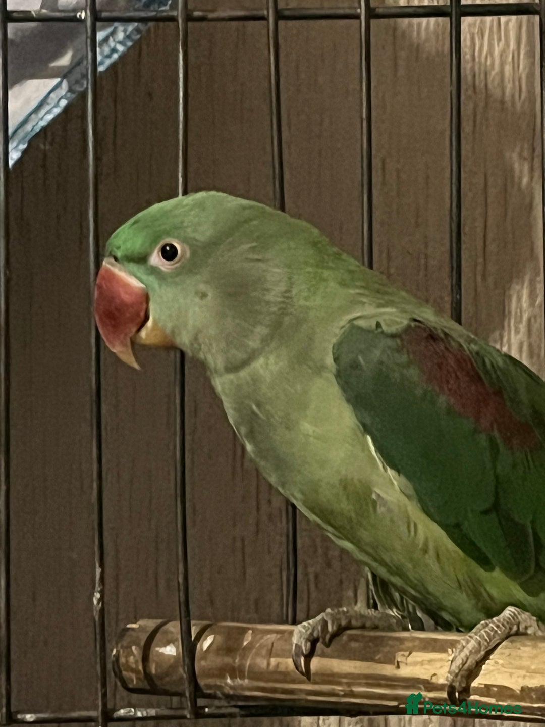 Parakeets birds for sale: Alexandrines for sale - Image 5