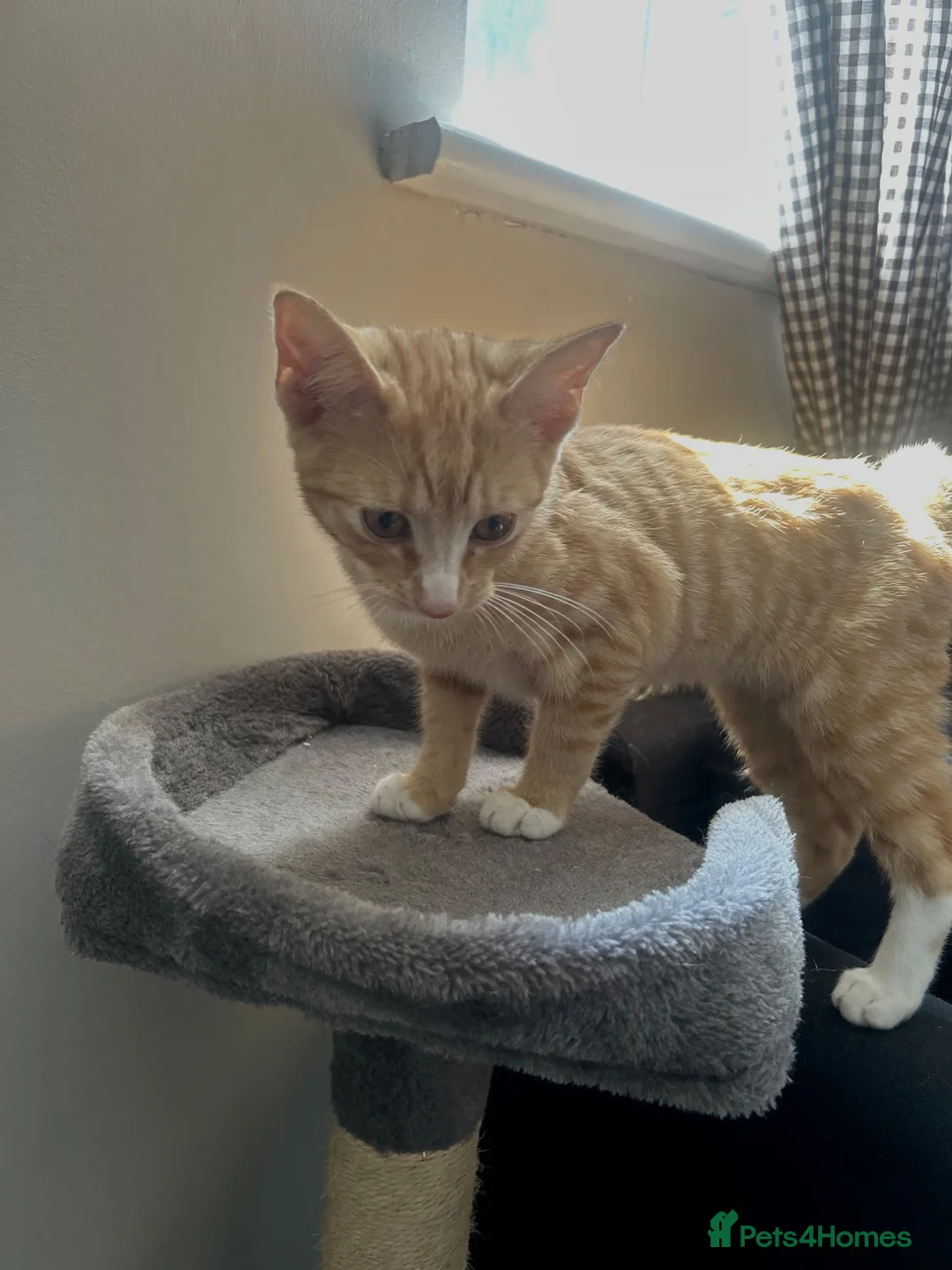 Mixed Breed cats for sale: 4 month ginger kitten - Advert 1