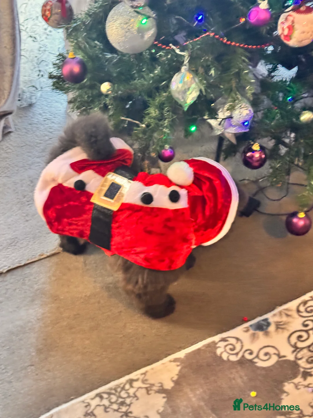 Chow Chow dogs for sale: Chow chow puppies  - Advert 4