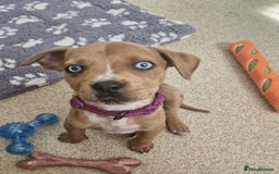 Mixed Breed dogs for sale: American bulldog x rottweiller - Image 3