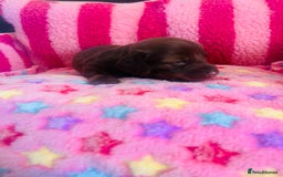 Miniature Dachshund dogs for sale: Stunning minature dachshund puppies - Image 21