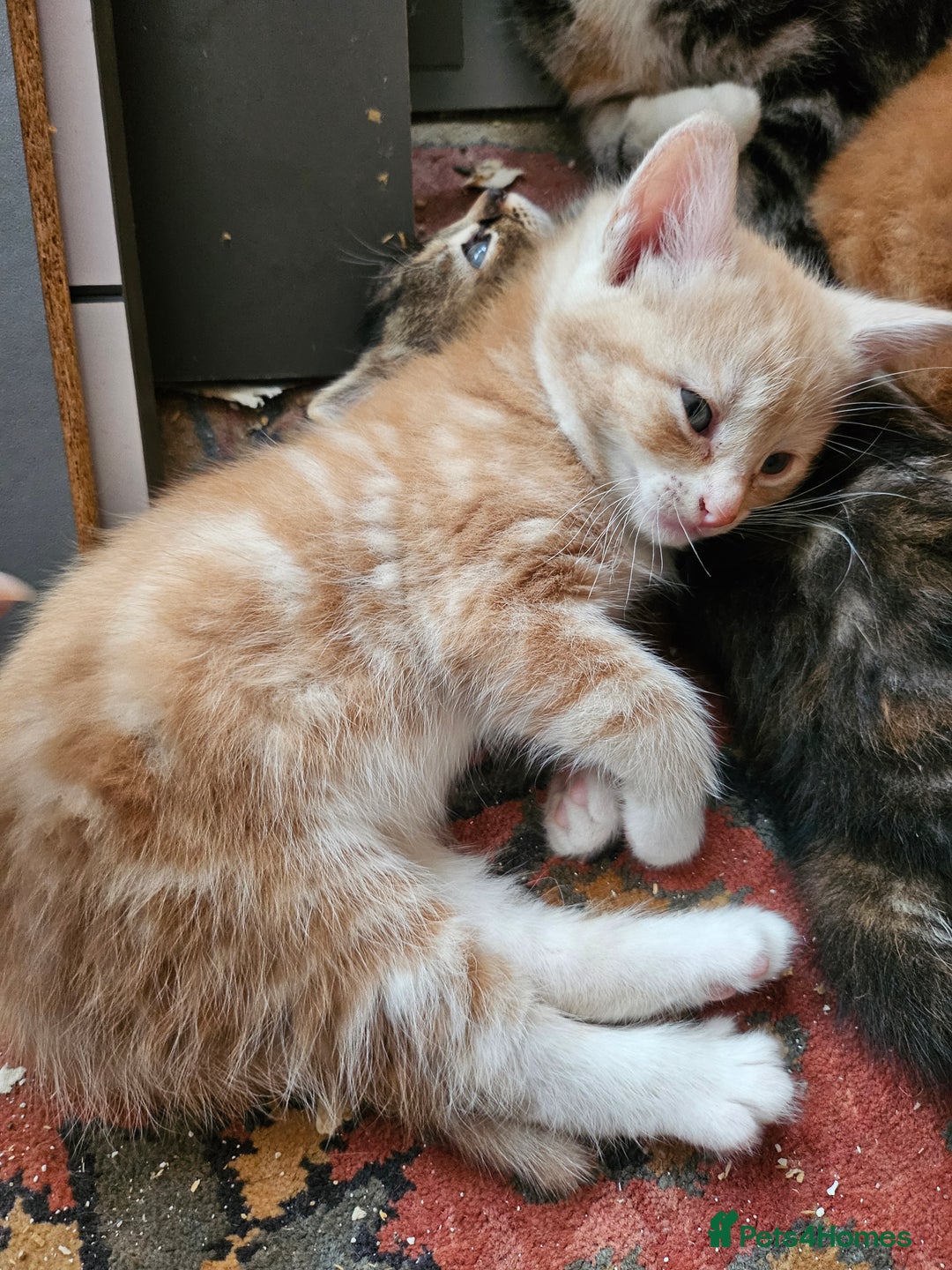 Mixed Breed cats for sale: Georous ginger female tabbies, grey tabby, torties - Advert 2