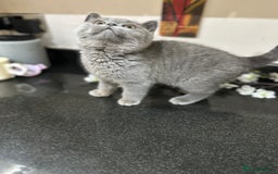 British Shorthair cats for sale: Blue British Shorthair registered Full Pedigree  - Image 11