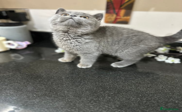 British Shorthair cats - Advert 1