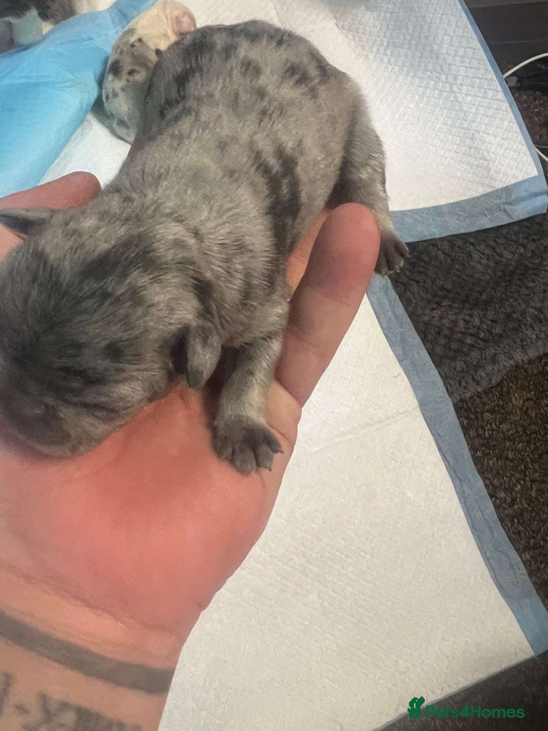 French Bulldog dogs for sale: French puppy  - Advert 4