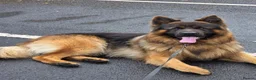 German Longhaired Pointer dogs for stud: 2 years old German Shepherd  - Advert 1