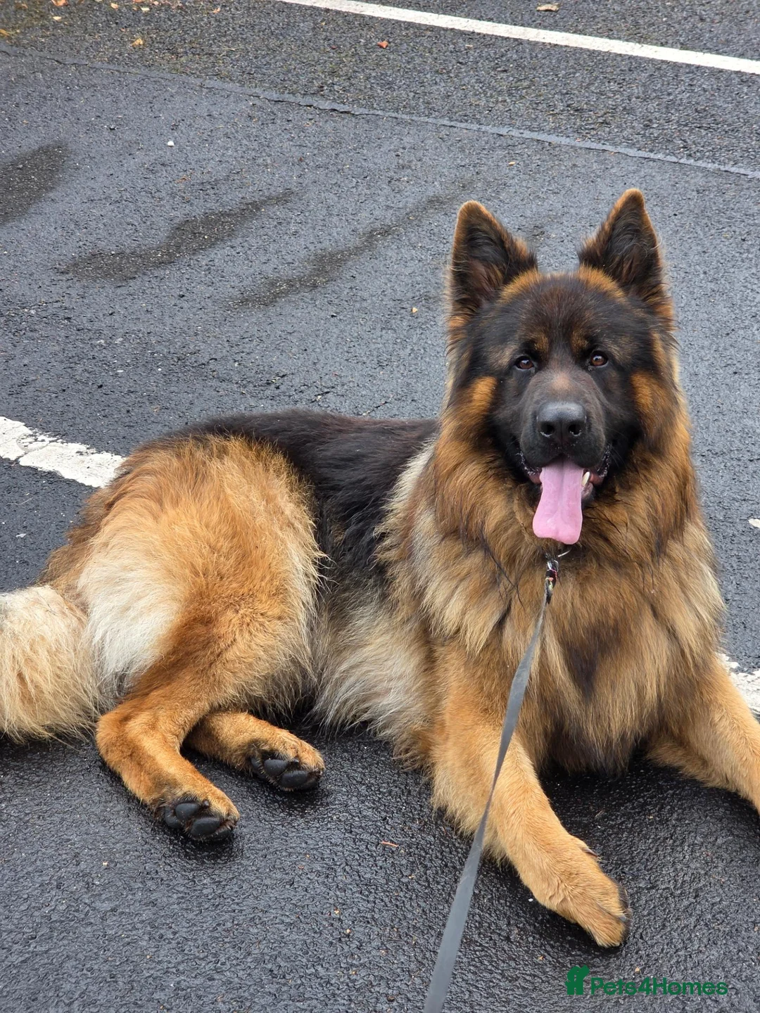 German Longhaired Pointer dogs for stud: 2 years old German Shepherd  - Advert 1