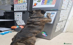 Staffordshire Bull Terrier dogs for sale: To good home - Image 4