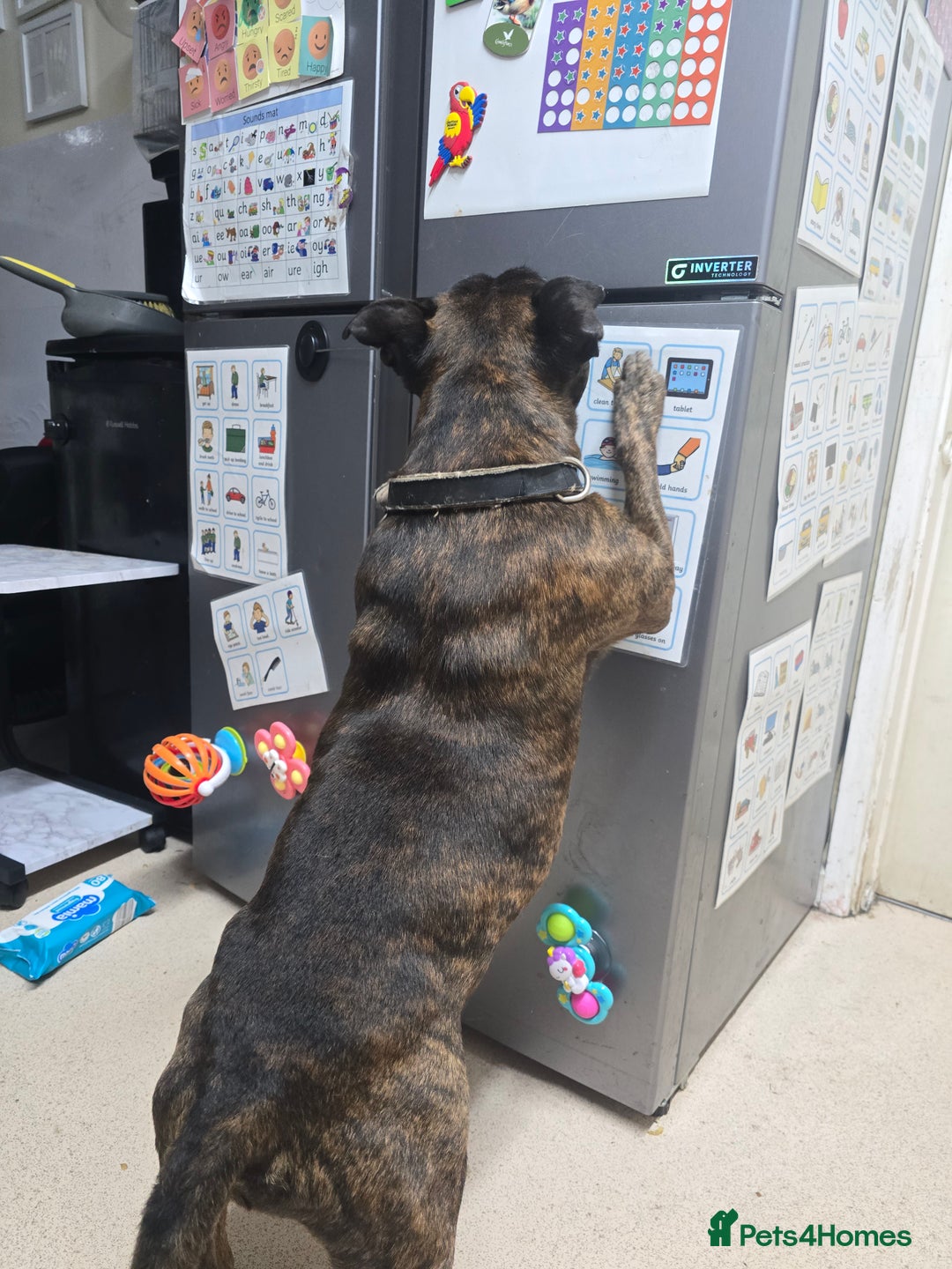 Staffordshire Bull Terrier dogs for sale: To good home - Image 4