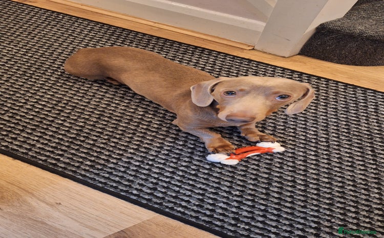 Dachshund dogs - Advert 1