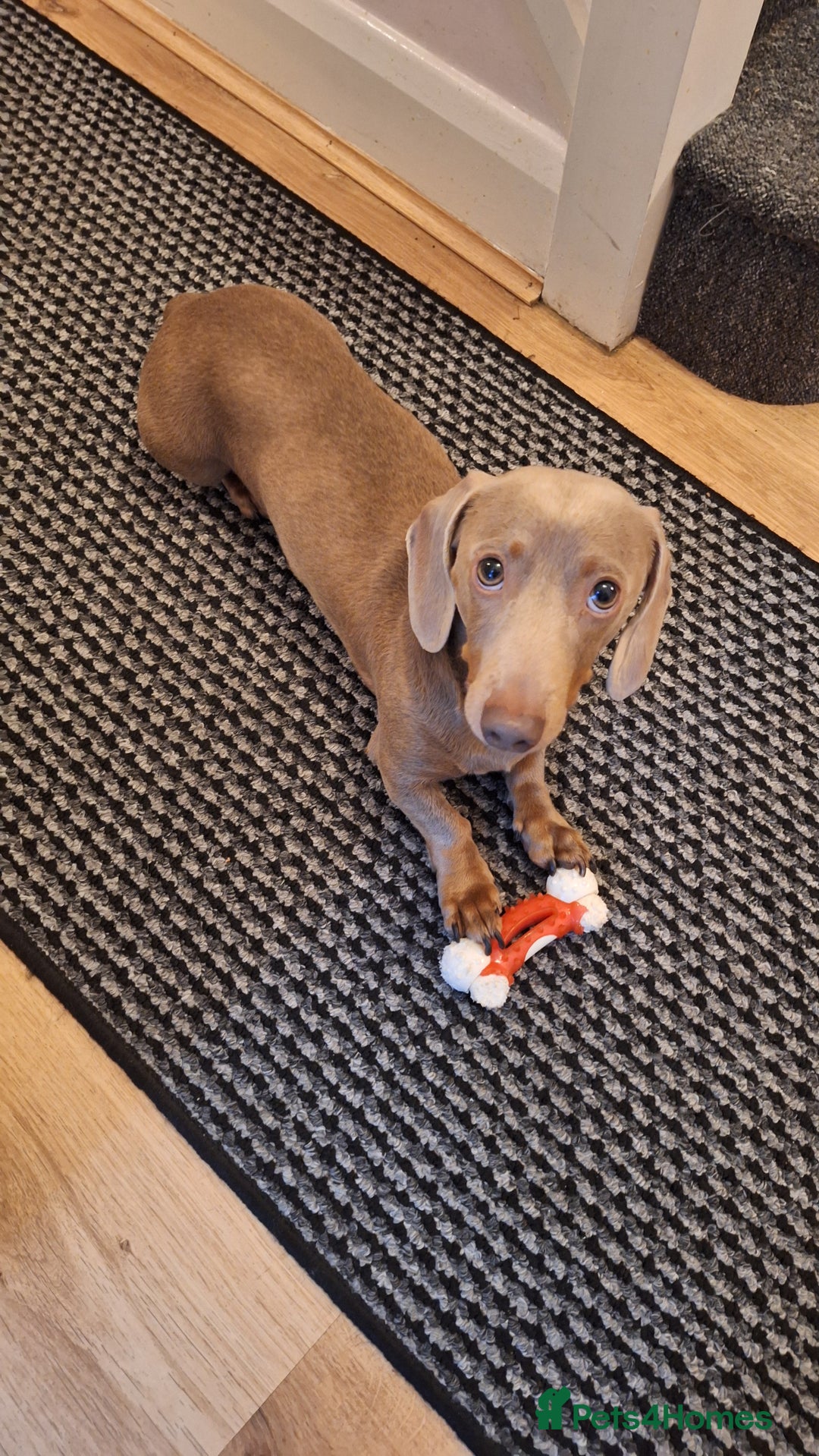 Dachshund dogs for stud: This is Rex - Image 1