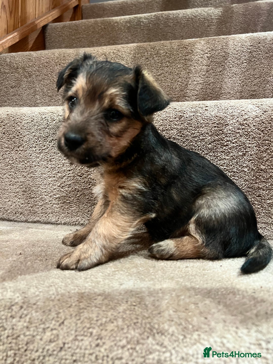 Mixed Breed dogs for sale: Gorgeous Jack Russell x Lakeland terrier puppies - Advert 2