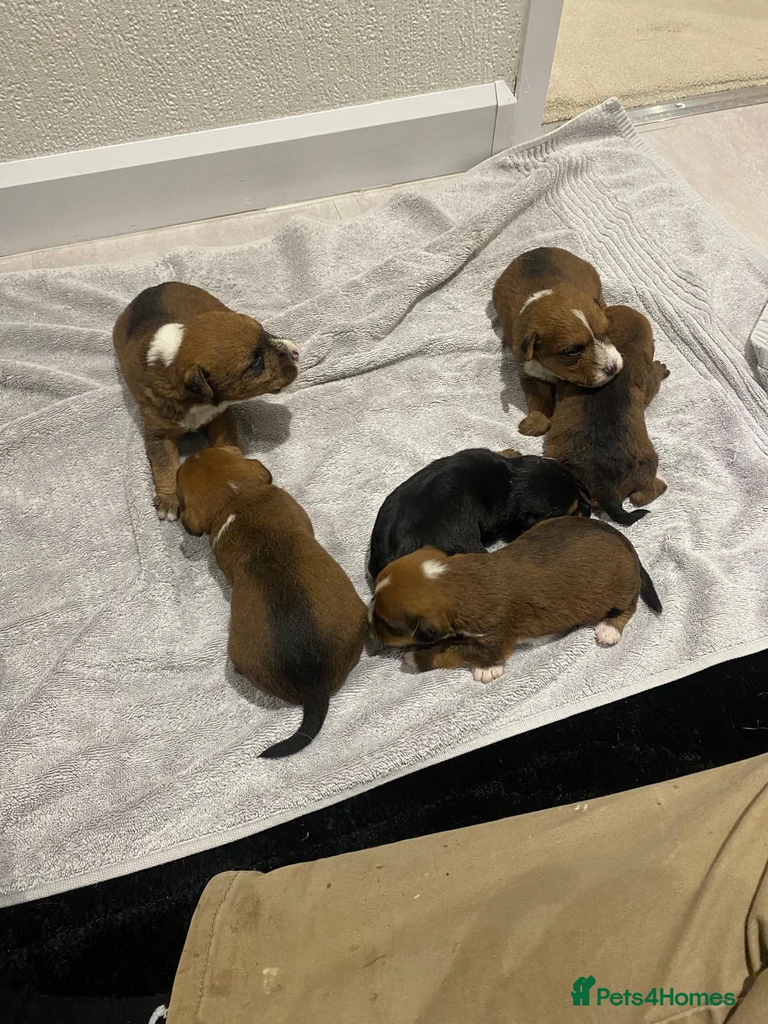 Mixed Breed dogs for sale: Lakeland x Jack Russell - Advert 1