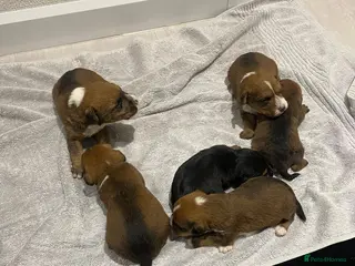 Mixed Breed dogs Lakeland x Jack Russell - Advert 1