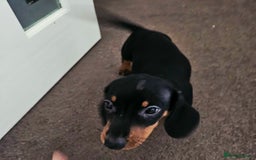 Dachshund dogs for sale: Last Gorgeous Playful Dachshund Pup – Ready to Go - Image 12