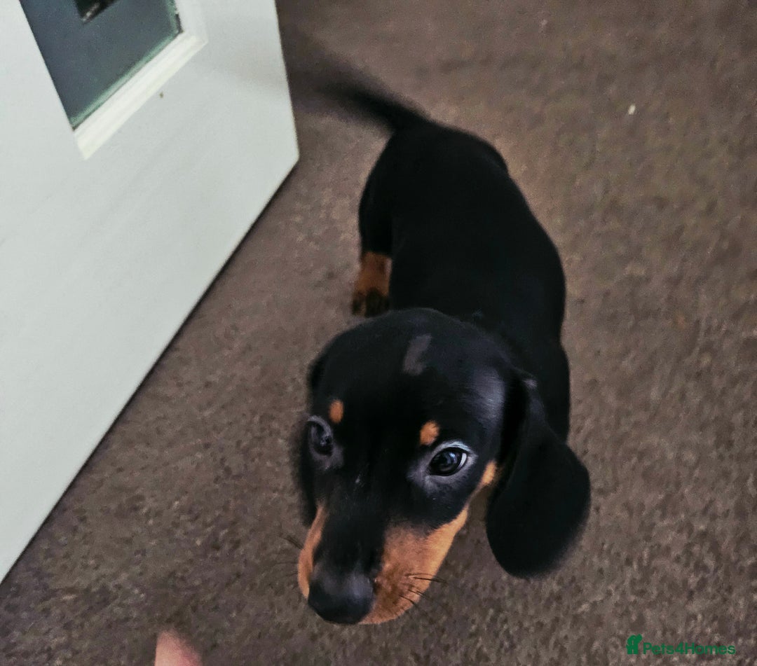 Dachshund dogs for sale: Last Gorgeous Playful Dachshund Pup – Ready to Go - Image 12