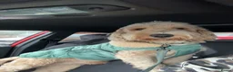 Mixed Breed dogs for stud: Bear, F1 cockapoo for stud  - Advert 6