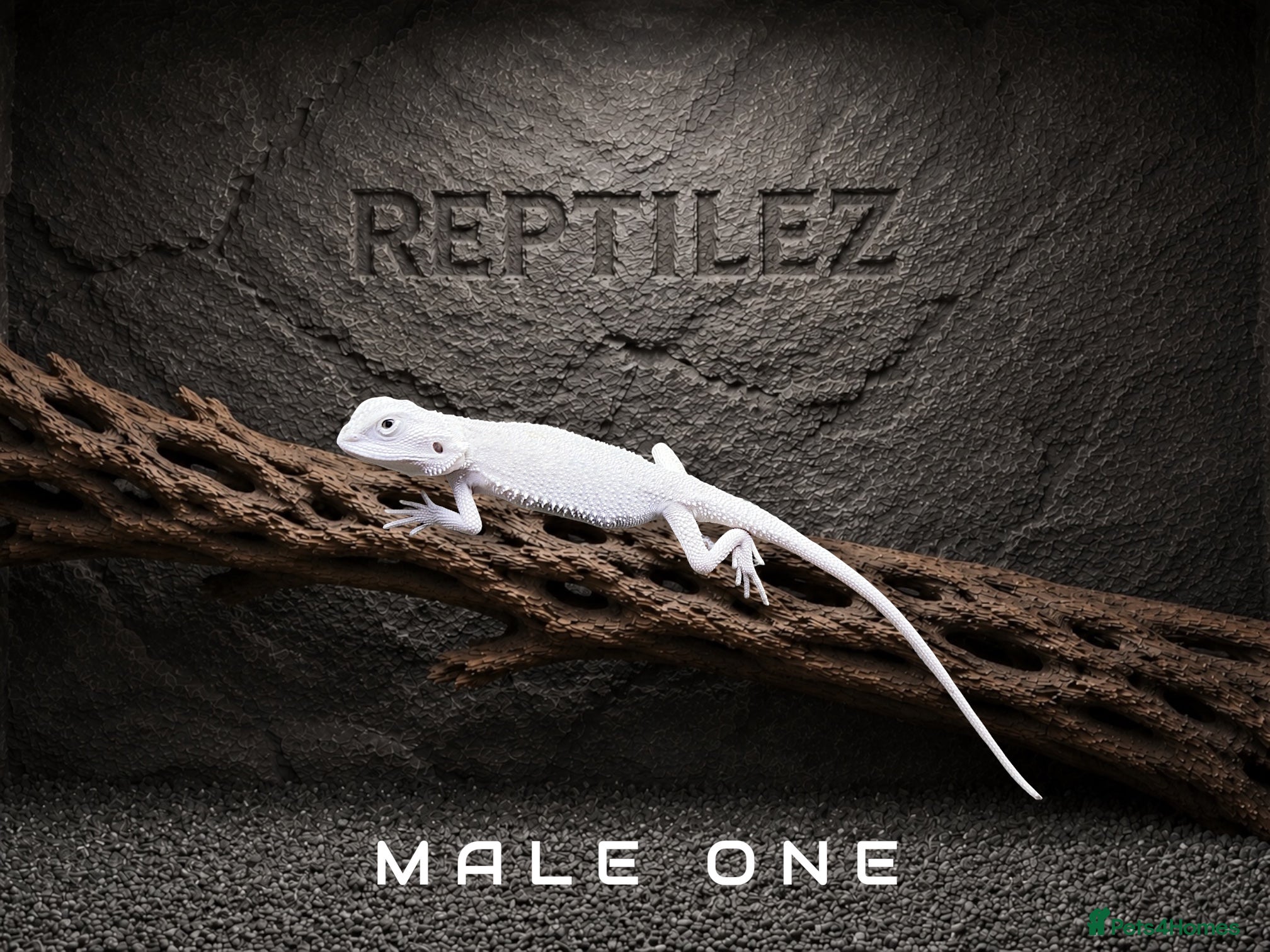 Bearded Dragon reptiles BEARDED DRAGONS - Advert 2
