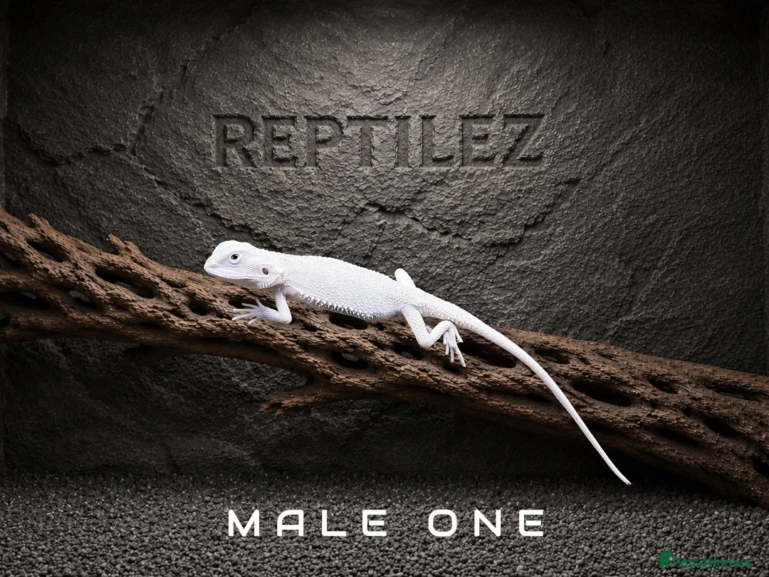 Bearded Dragon reptiles for sale: BEARDED DRAGONS - Advert 2