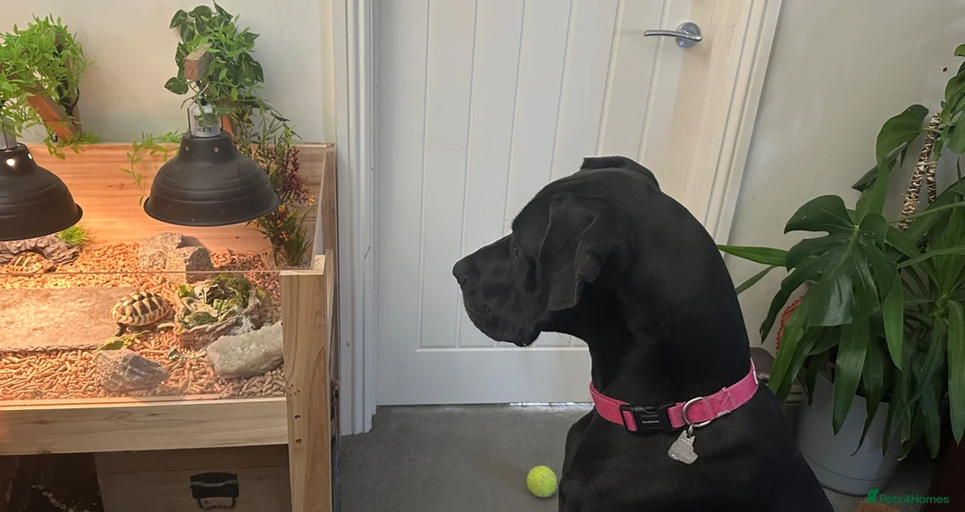 Great Dane dogs for sale: Nala  - Advert 2