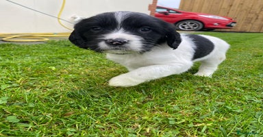 English Springer Spaniel dogs - Advert 3