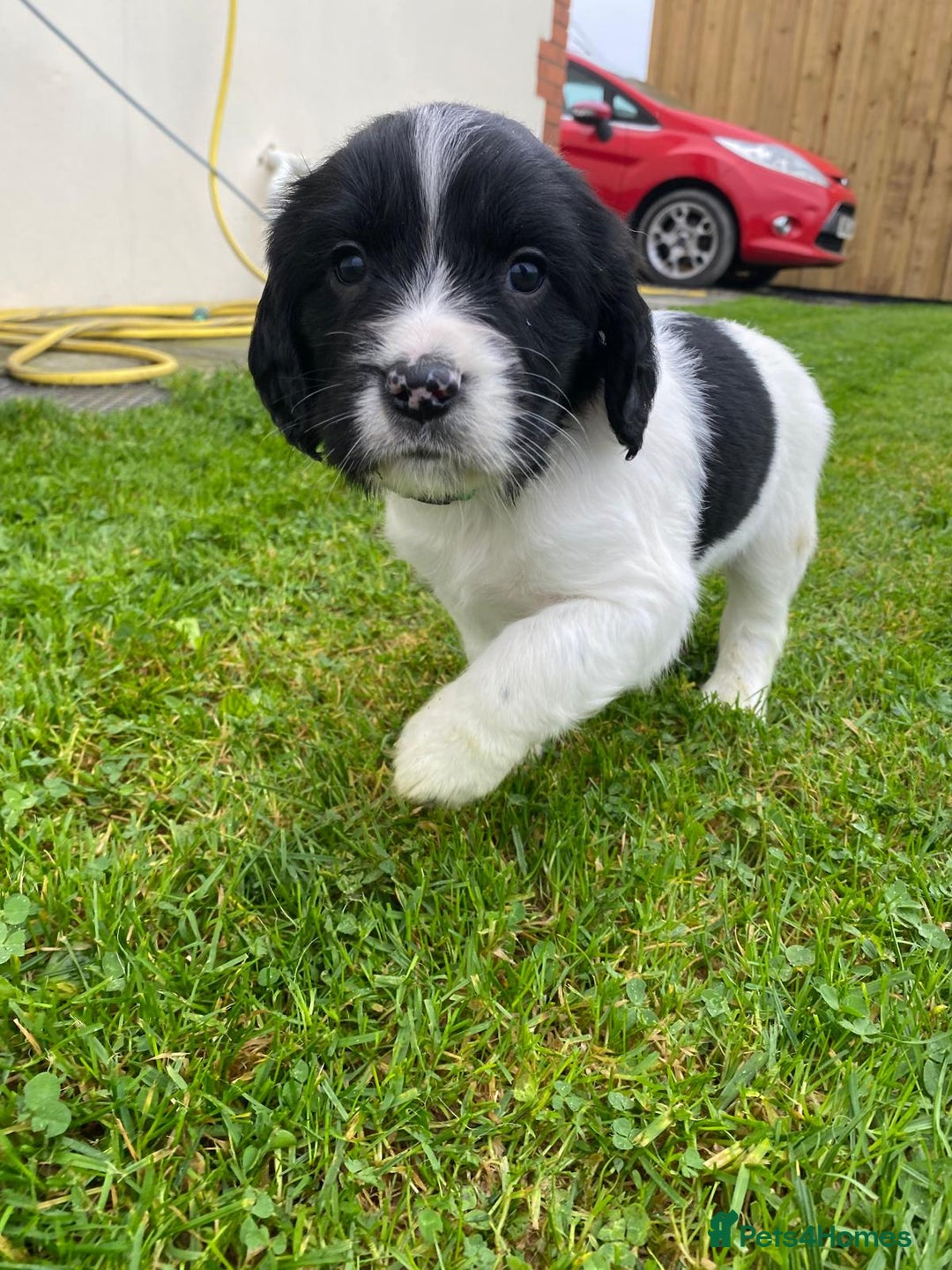 English Springer Spaniel dogs for sale: English Springer Spaniel puppies for sale - Image 2