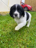 English Springer Spaniel dogs - Advert 7