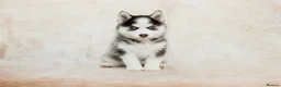 Pomsky dogs for sale: F3 Pomsky Puppies - all blue eyed  - Advert 19