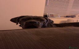Cane Corso dogs for sale: 11 month old female cane corso - Image 1