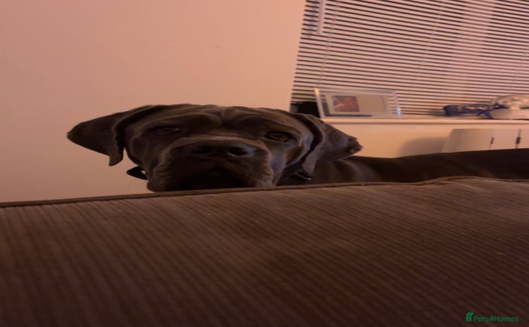 Cane Corso dogs - Advert 1