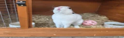 Rex rabbits for sale: Gorgeous broken chocolate vm Mini Rex - Advert 1