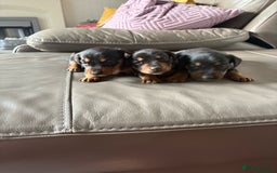 Mixed Breed dogs for sale: Jack Russel/miniature Datchound - Image 16