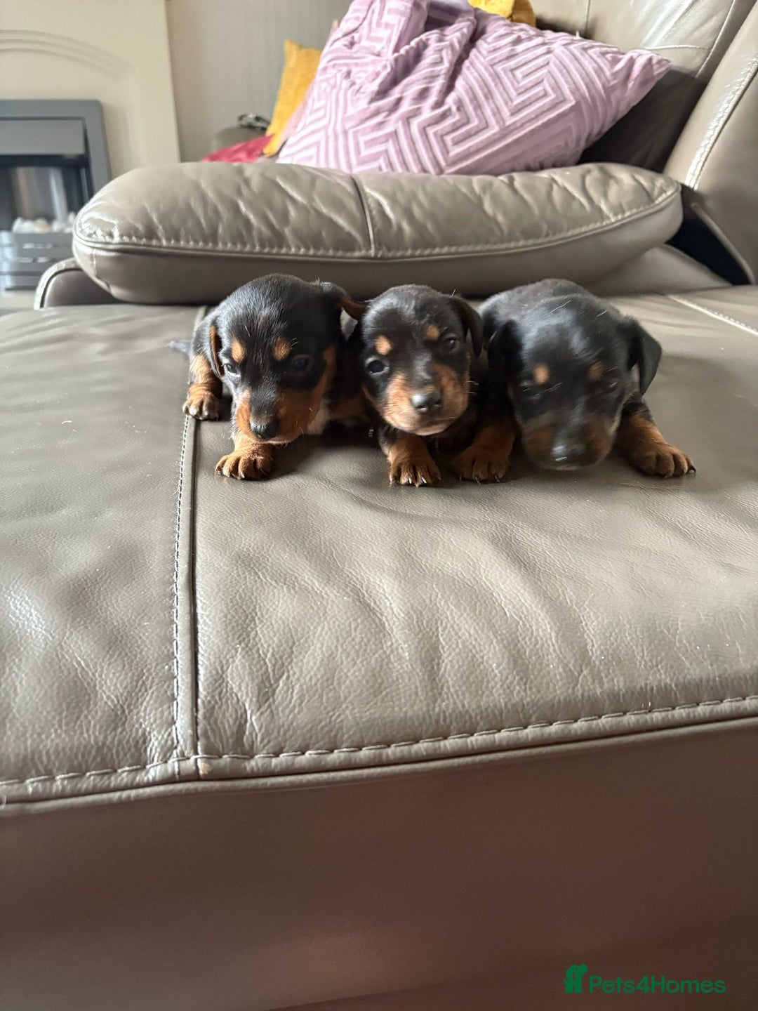 Mixed Breed dogs for sale: Jack Russel/miniature Datchound - Image 16