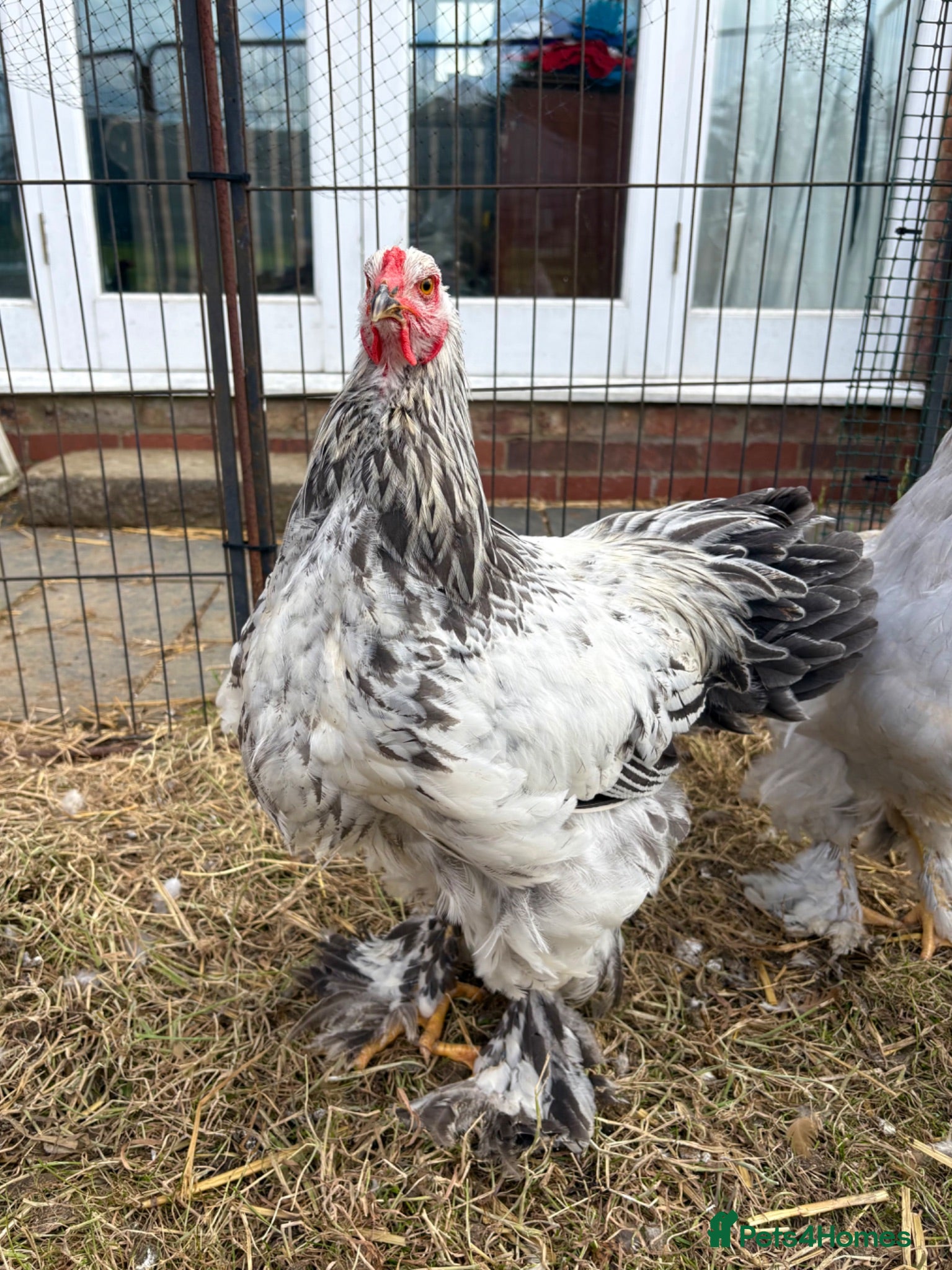 Chickens poultry Large Fowl Brahma Cockerels Mixed Colours - Advert 10