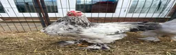 Chickens poultry for sale: Large Fowl Brahma Cockerels Mixed Colours - Advert 1