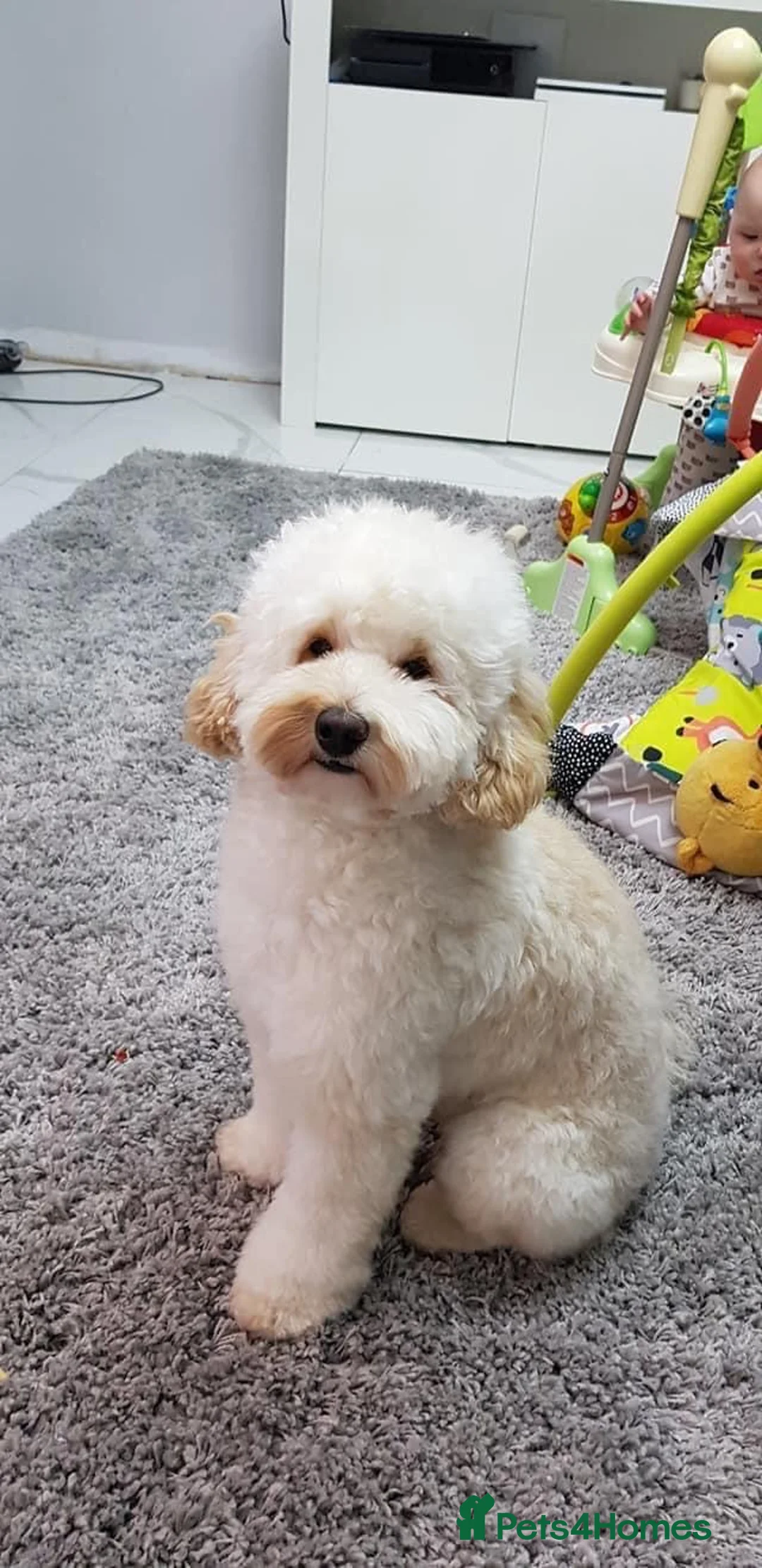 Toy Poodle dogs for stud: Champion Line KC Apricot Toy Poodle Stud in Ringwood - Advert 36
