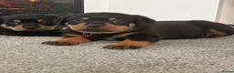 Rottweiler dogs for sale: 🐶🐾 Rottweiler puppies 🐾🐶 - Advert 27