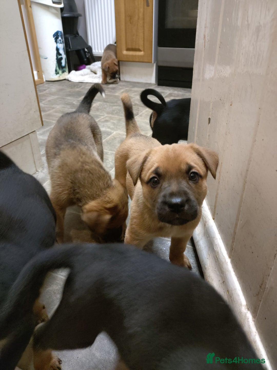 Mixed Breed dogs for sale: Huntaway X German shepherd X  - Advert 11