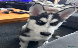Siberian Husky dogs for sale: The beautifull siberian husky puppy - Image 2