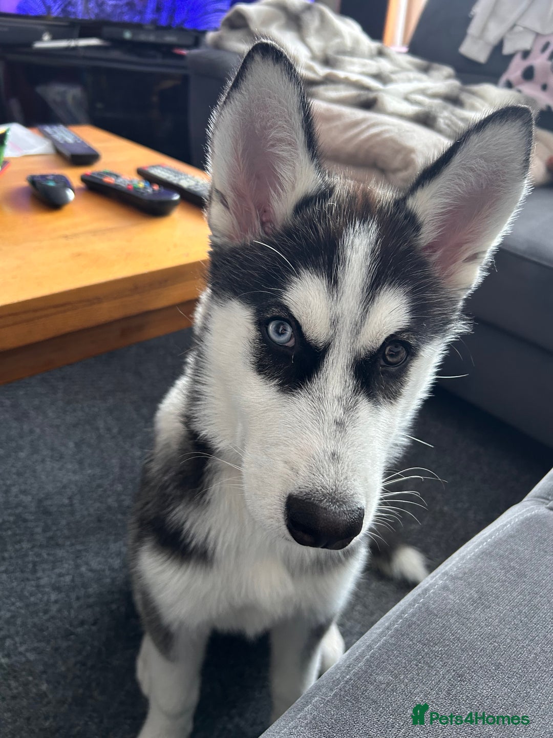 Siberian Husky dogs for sale: The beautifull siberian husky puppy - Image 2