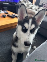 Siberian Husky dogs - Advert 10