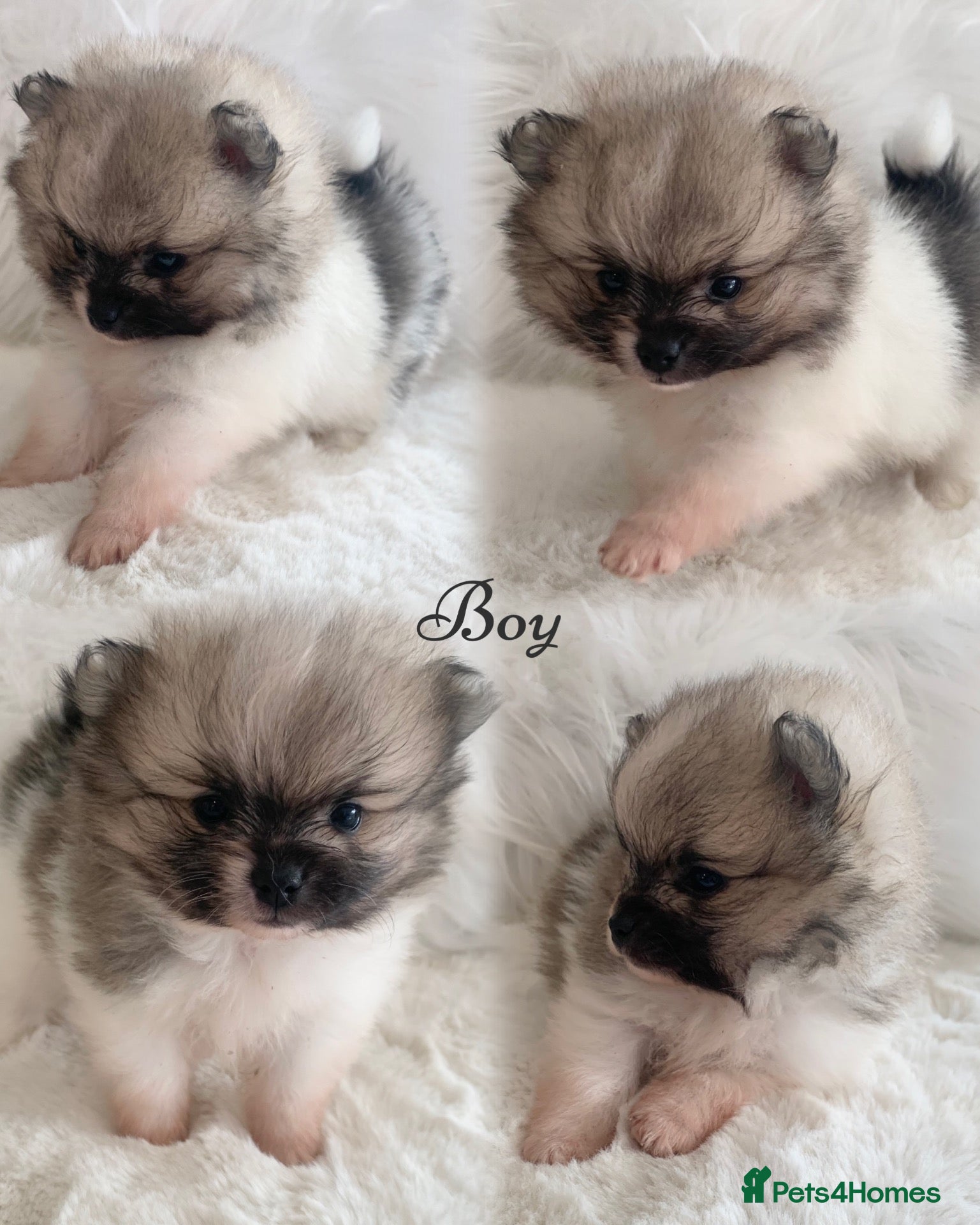Pomeranian dogs Outstanding KC Tiny baby Poms puppies  - Advert 8